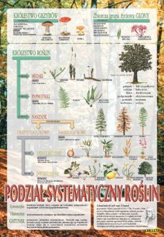 Systematyka roślin - ścienna plansza dydaktyczna