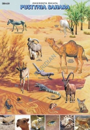 Zwierzęta świata - pustynia Sahara - ścienna plansza dydaktyczna