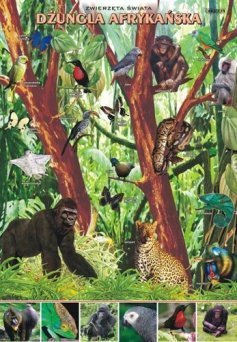 Zwierzęta świata - dżungla afrykańska - ścienna plansza dydaktyczna